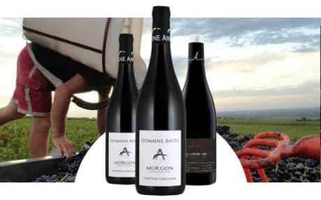 Domaine Anita