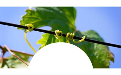 Domaine Le Verger