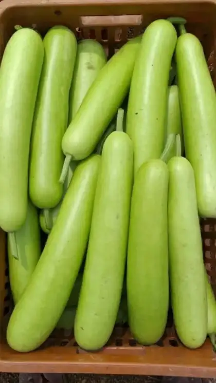 Bottle Gourd / Lauki 500gm
