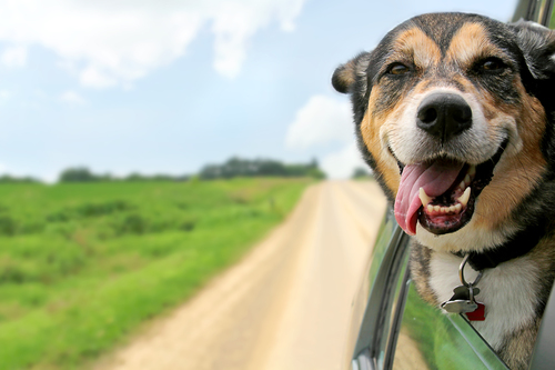 Pack Your Dog a Moving Day Kit