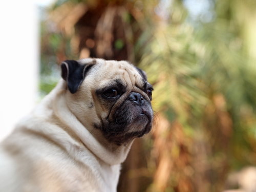 How to Prep Pets the Big Move