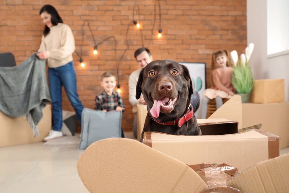 Everything You Need To Know About Choosing Pet Movers