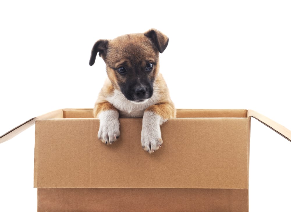 The Ultimate Guide to Moving with a Dog – Updater