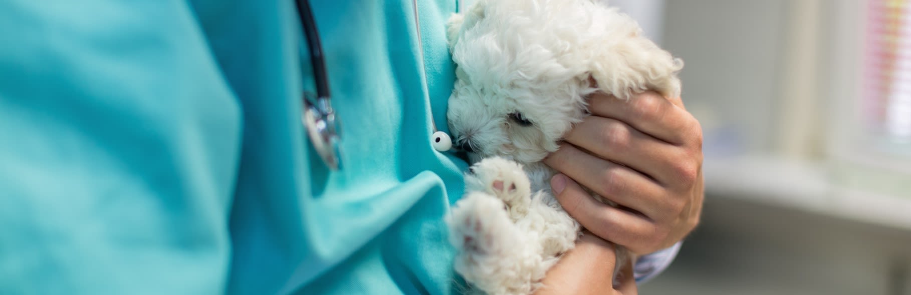 PETCITY AKROPOLE RĪGA KLĪNIKA