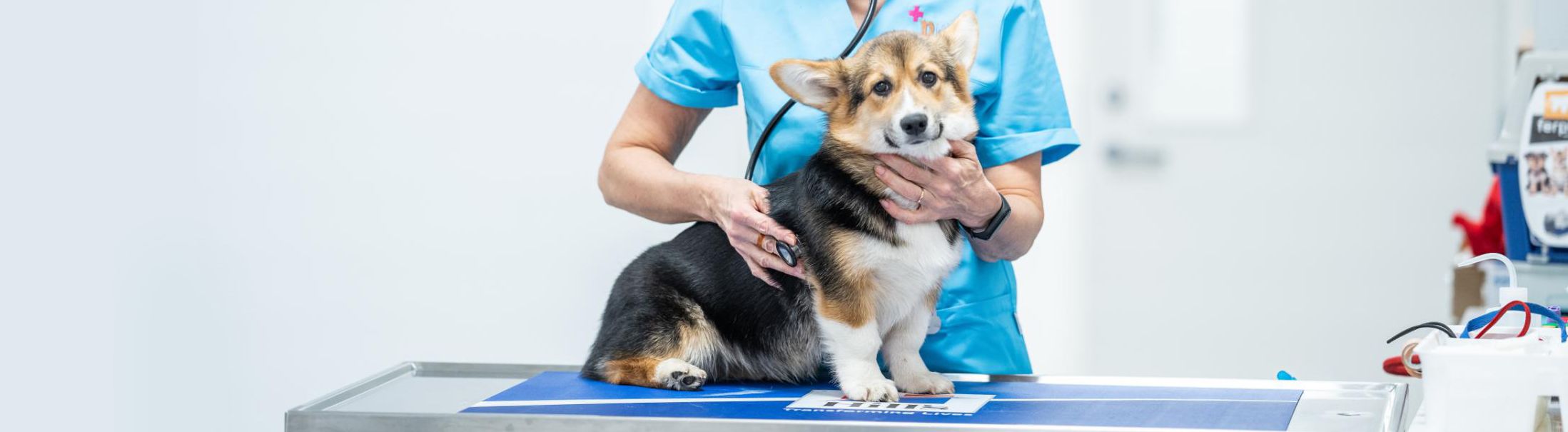 PETCITY NARVA LOOMAKLIINIK