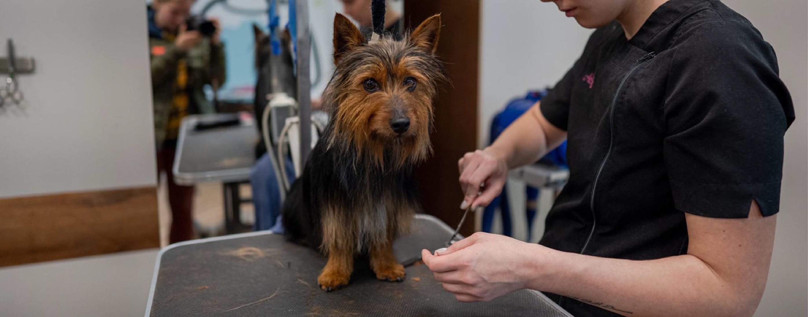 PETCITY PÕHJAKESKUSE GROOMING