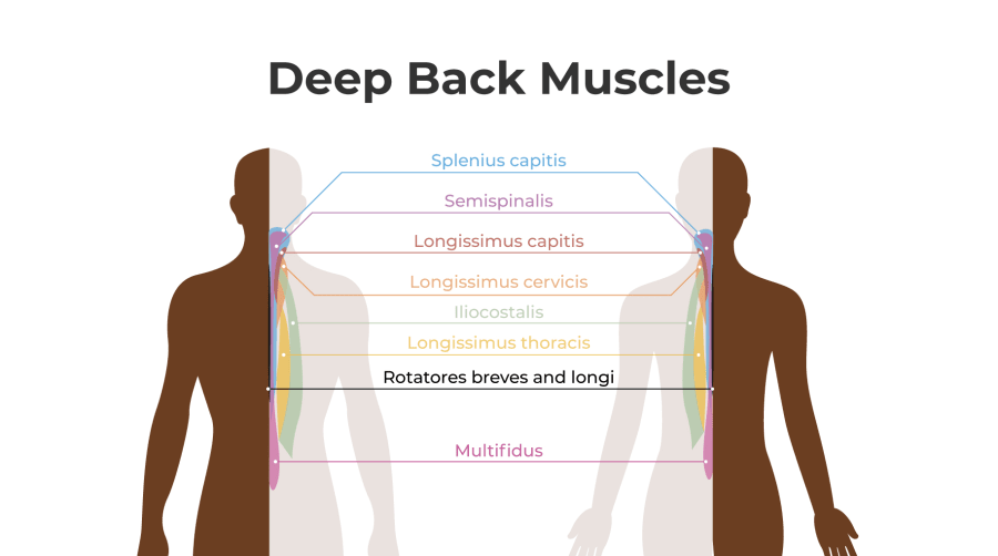 Upper Back Muscles Diagram / Ch 8 Muscles Upper Back ...