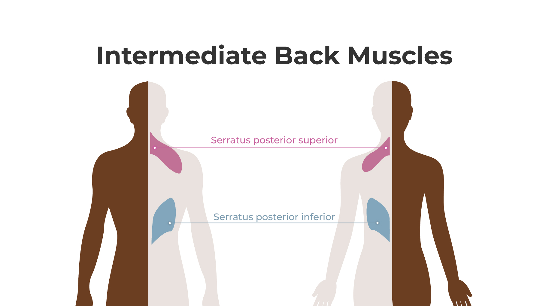 Intermediate upper back muscles showing ribcage muscle connections