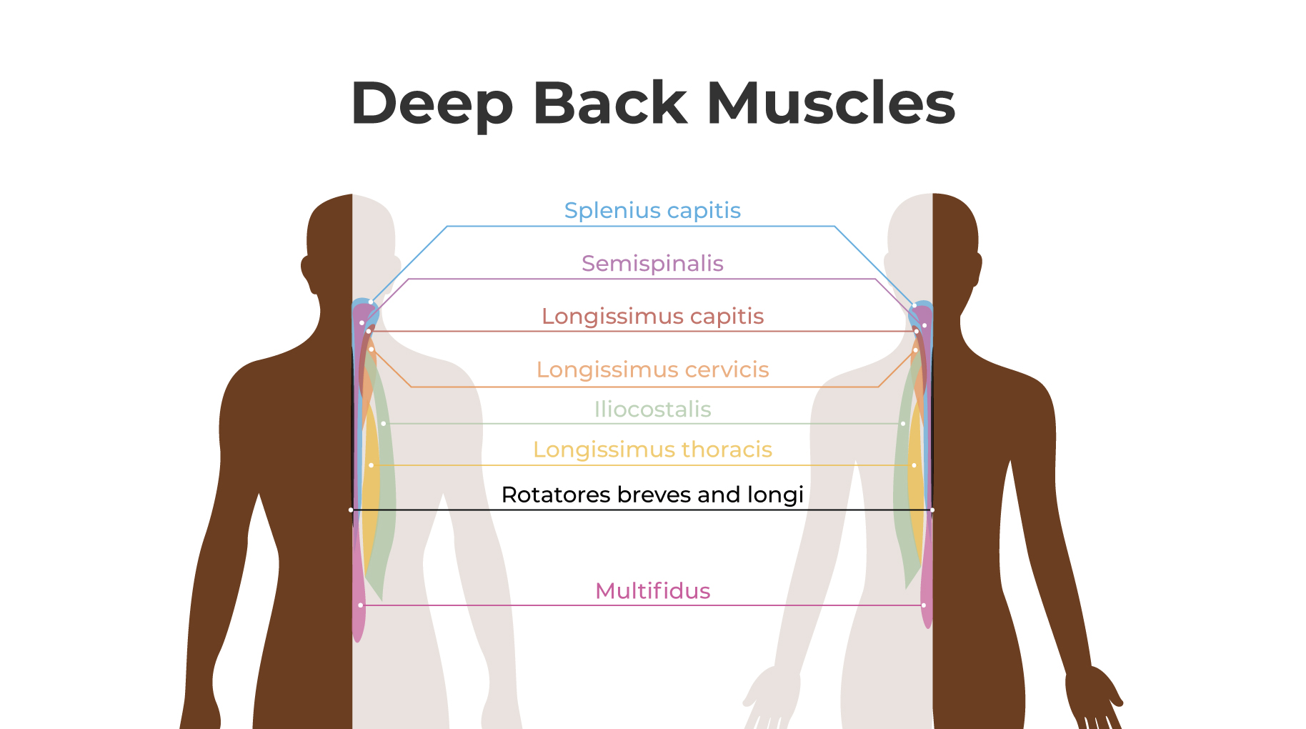 Deep upper back muscles anatomy diagram showing spinal muscles