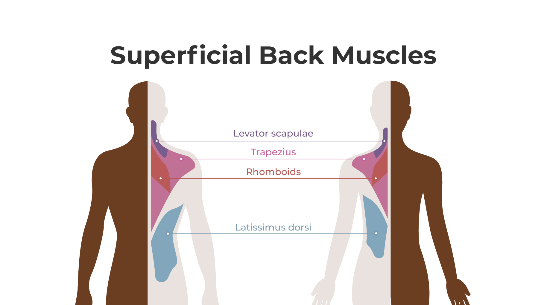 Superficial upper back muscles including trapezius and latissimus dorsi