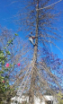 Pro Tree Felling & Garden Service