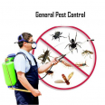 Best Pest Removal