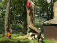 Smith Tree Felling