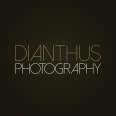 Dianthus Photography