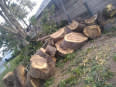 S H Tree Felling