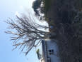 NKOSINATHI TREE FELLING SERVICES