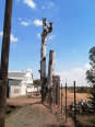 Tree Felling Masters