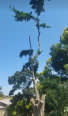 Tryford Tree Felling