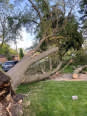 Mike Tree Felling Services