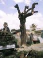 SUPER TREE FELLING AND GARDEN SERVICE