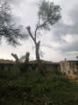 Ck Tree Felling