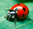 LADYBIRD PEST SERVICES