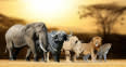 Ubuntu Africa Travel And Tours