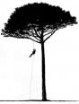 Swarthout Tree Services