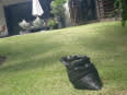 Mcforward Garden Services And Home Improvement