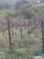 Ubungwane
