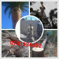 Active Tree Felling Services