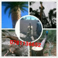 Active Tree Felling Services