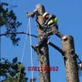 Active Tree Felling Services