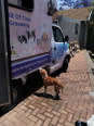 Dog Grooming
