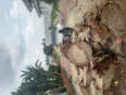 CT TREE FELLING