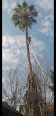 Tanya Tree Felling