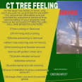 CT TREE FELLING