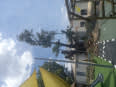 CT TREE FELLING