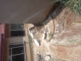 CT TREE FELLING