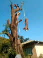 George Tree Felling And Rubble Removal Services