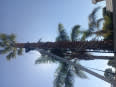 CT TREE FELLING