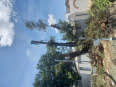 CT TREE FELLING