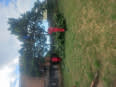 Tree Felling Garden Services And Junk Removal