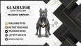 Gladiator Dog Service