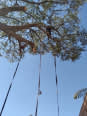 Tree Felling And Swimming Pool SQUAD