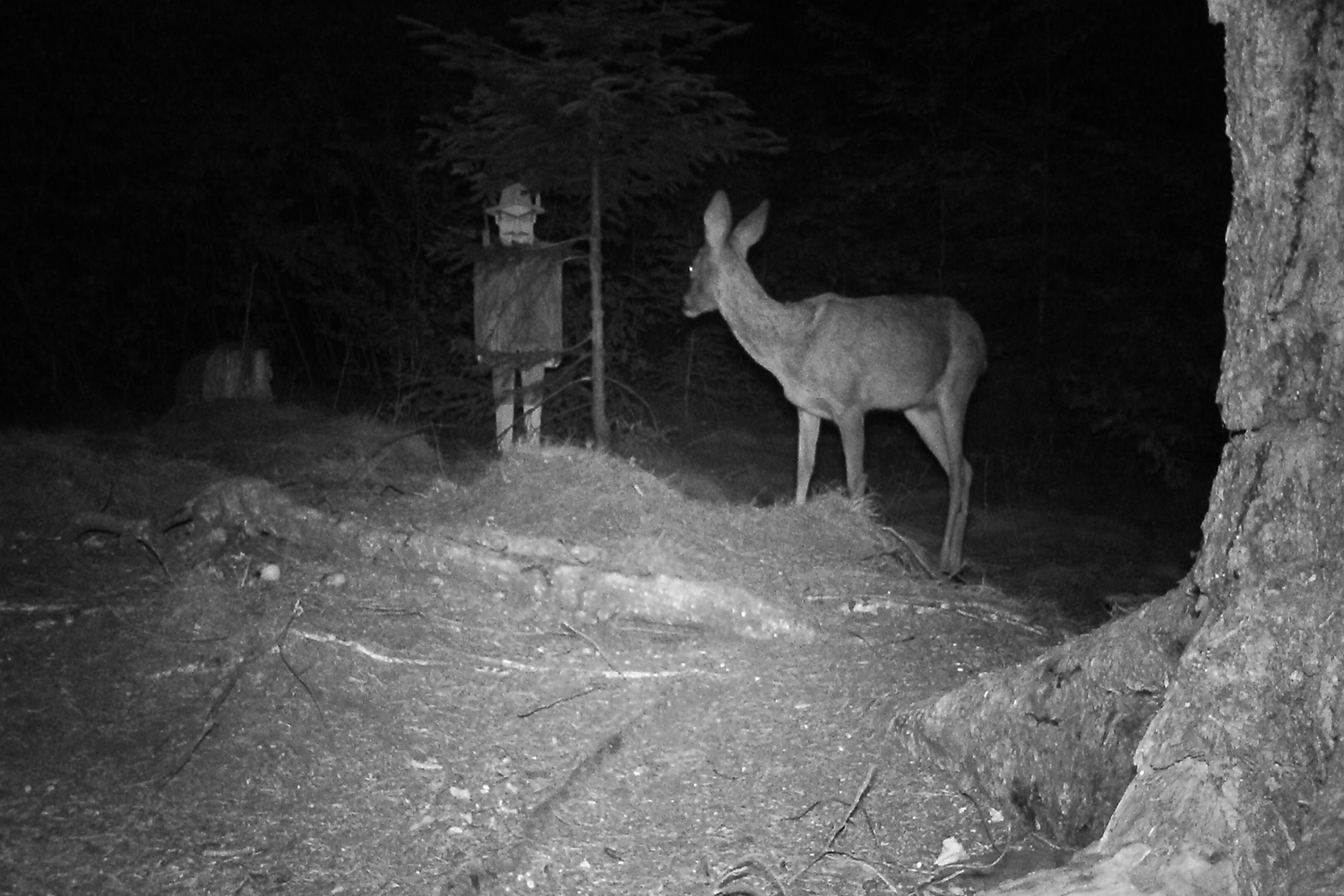 Silvánus jde na čekanou