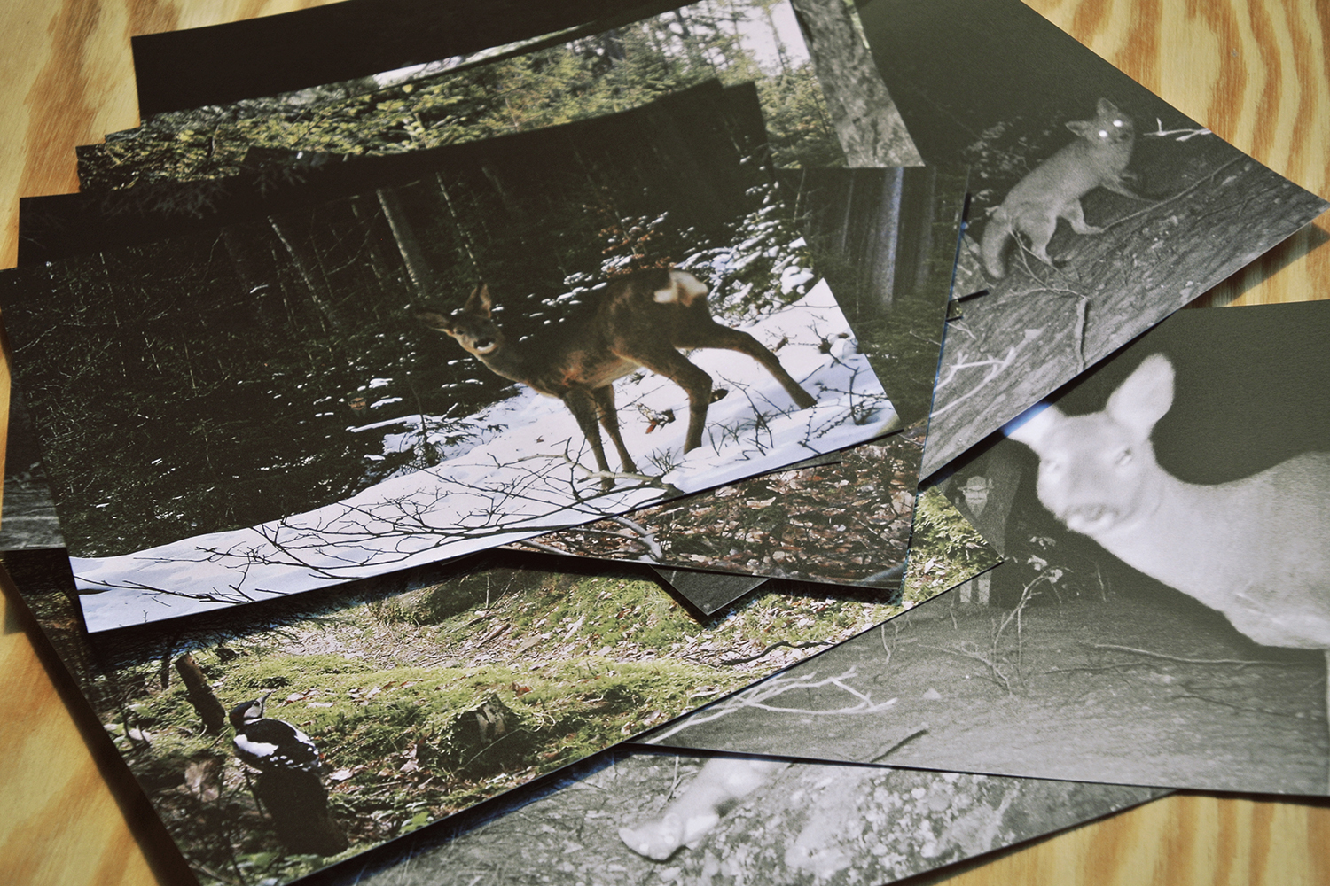 Silvánus jde na čekanou