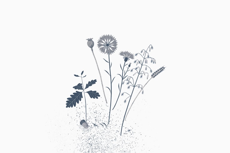 Rozára a Černý Petr čili O větrných mlýnech