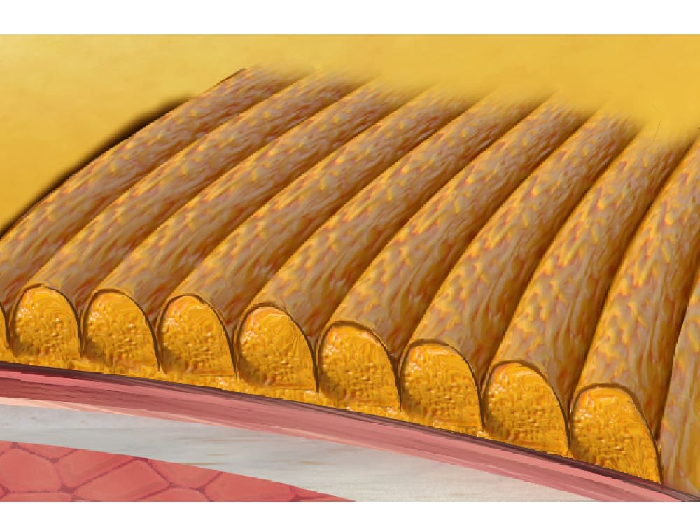 A realistic scientific anatomical surgery medical illustration Upwork