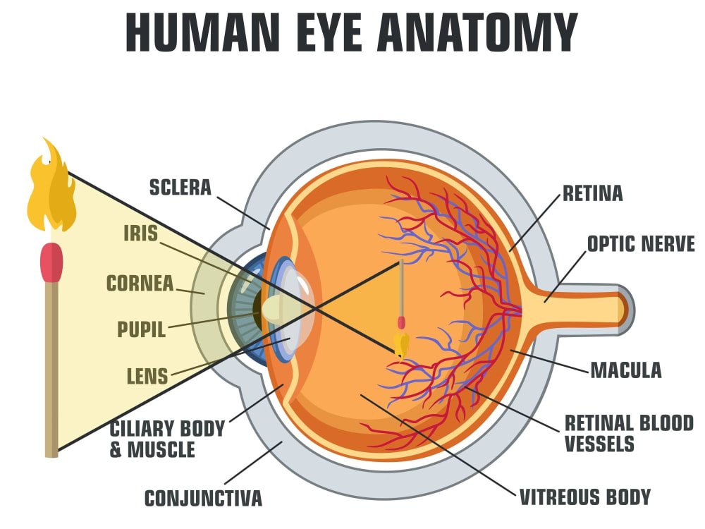 Illustration poster of human eye structure Upwork